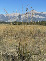 Deschampsia cespitosa