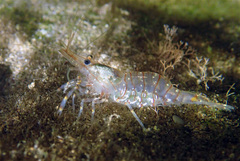 Palaemon pacificus