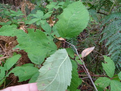 Rubus grabowskii
