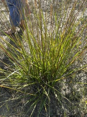 Deschampsia cespitosa