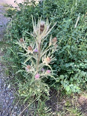 Cirsium scariosum