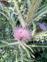 Cirsium scariosum