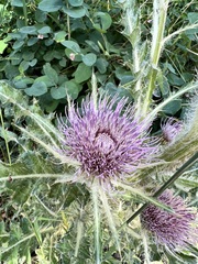 Cirsium scariosum