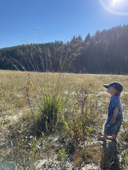 Deschampsia cespitosa