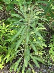Cirsium scariosum