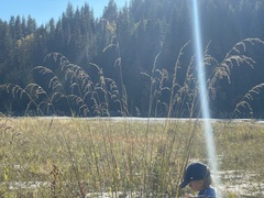 Deschampsia cespitosa