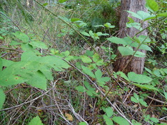 Rubus grabowskii