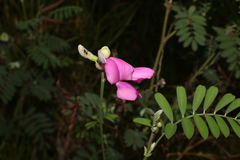 Tephrosia grandiflora