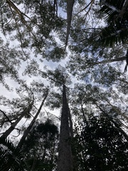Eucalyptus pilularis