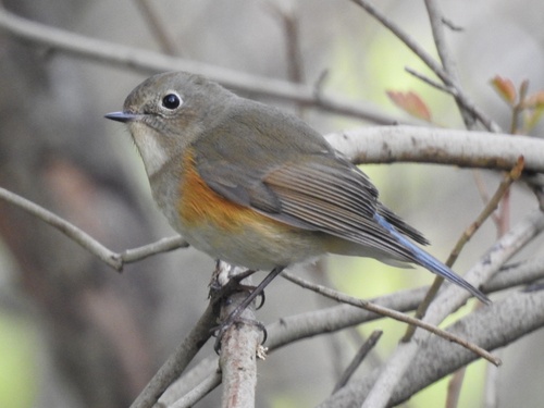 Red-flanked Bluetail