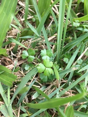 Hydrocotyle tripartita