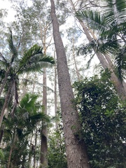 Eucalyptus pilularis