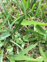 Hydrocotyle tripartita