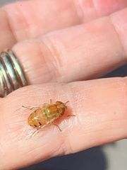 Copestylum sexmaculatum