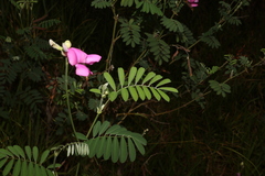 Tephrosia grandiflora