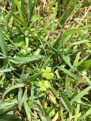Hydrocotyle tripartita
