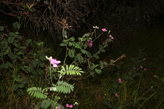 Tephrosia grandiflora