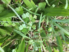 Hydrocotyle tripartita