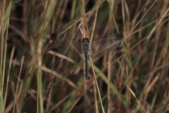 Diplacodes nebulosa