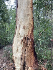 Eucalyptus racemosa
