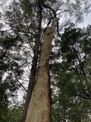 Eucalyptus racemosa