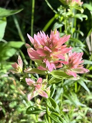 Castilleja rhexiifolia