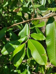Ozoroa obovata elliptica