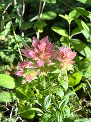 Castilleja rhexiifolia