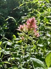 Castilleja rhexiifolia