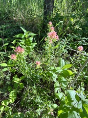 Castilleja rhexiifolia