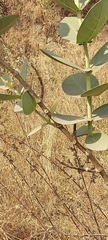 Calotropis