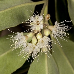 Backhousia gundarara