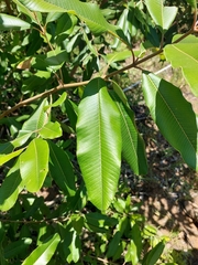 Ozoroa obovata elliptica