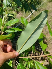 Ozoroa obovata elliptica