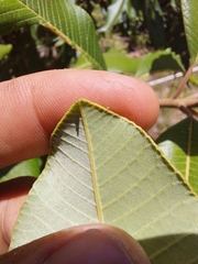Ozoroa obovata elliptica