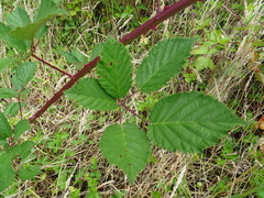 Rubus grabowskii