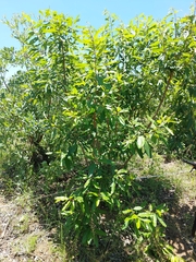 Ozoroa obovata elliptica