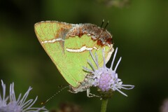 Chlorostrymon simaethis