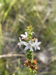 Epacris pulchella