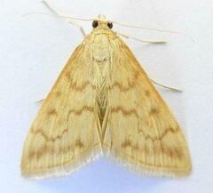 Hahncappsia pergilvalis