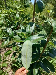Ozoroa obovata elliptica