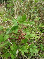 Rubus grabowskii