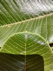 Ozoroa obovata elliptica
