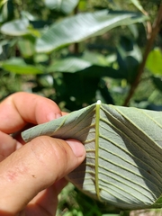 Ozoroa obovata elliptica