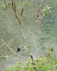 Knipolegus aterrimus