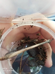 Trachelipus semiproiectus