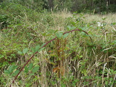 Rubus grabowskii