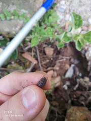 Trachelipus semiproiectus