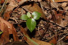 Heptapleurum actinophyllum
