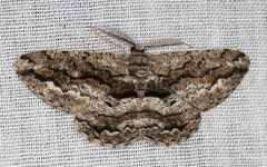 Scioglyptis canescaria